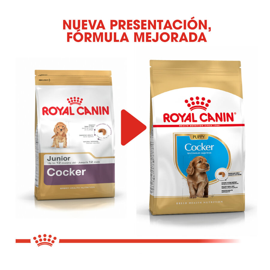 3 kg Royal Canin Puppy Cocker pienso para perros, , large Imagen numero 3